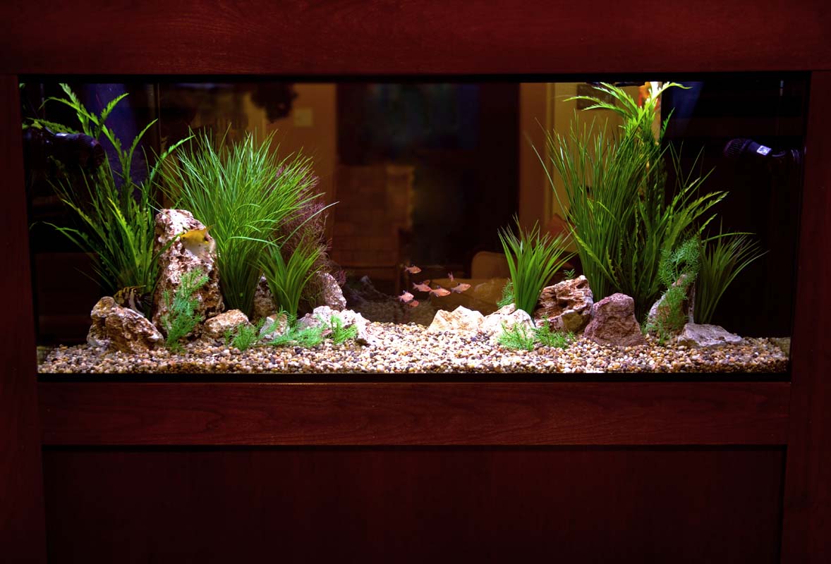 Freshwater Aquarium